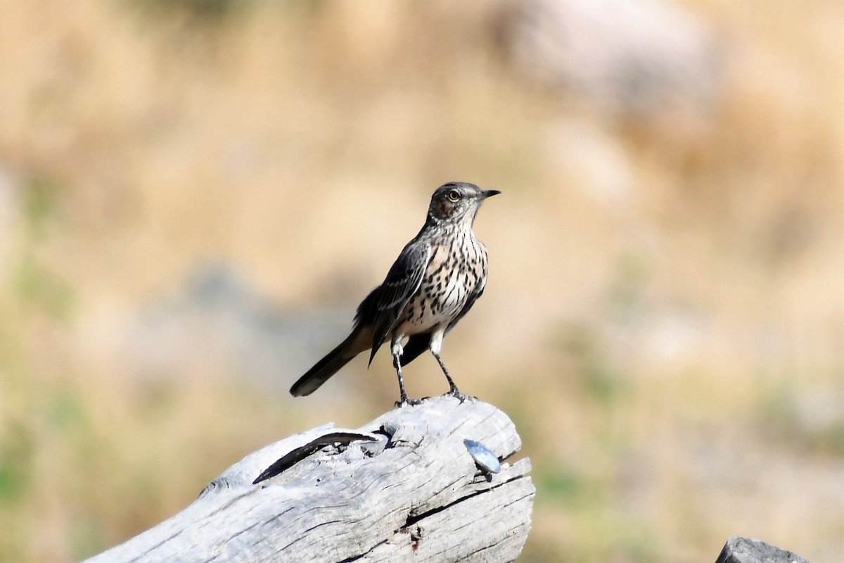 Sage Thrasher - ML479502061