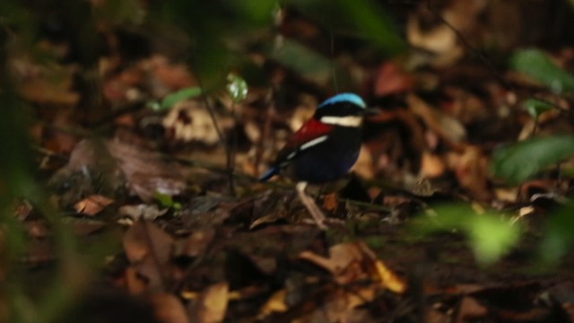 Brève à tête bleue - ML479503