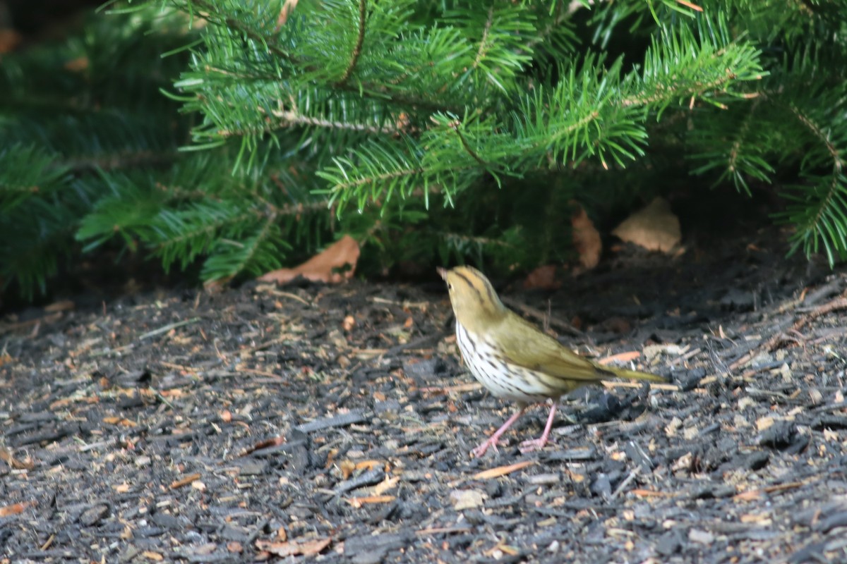 Ovenbird - ML479503061