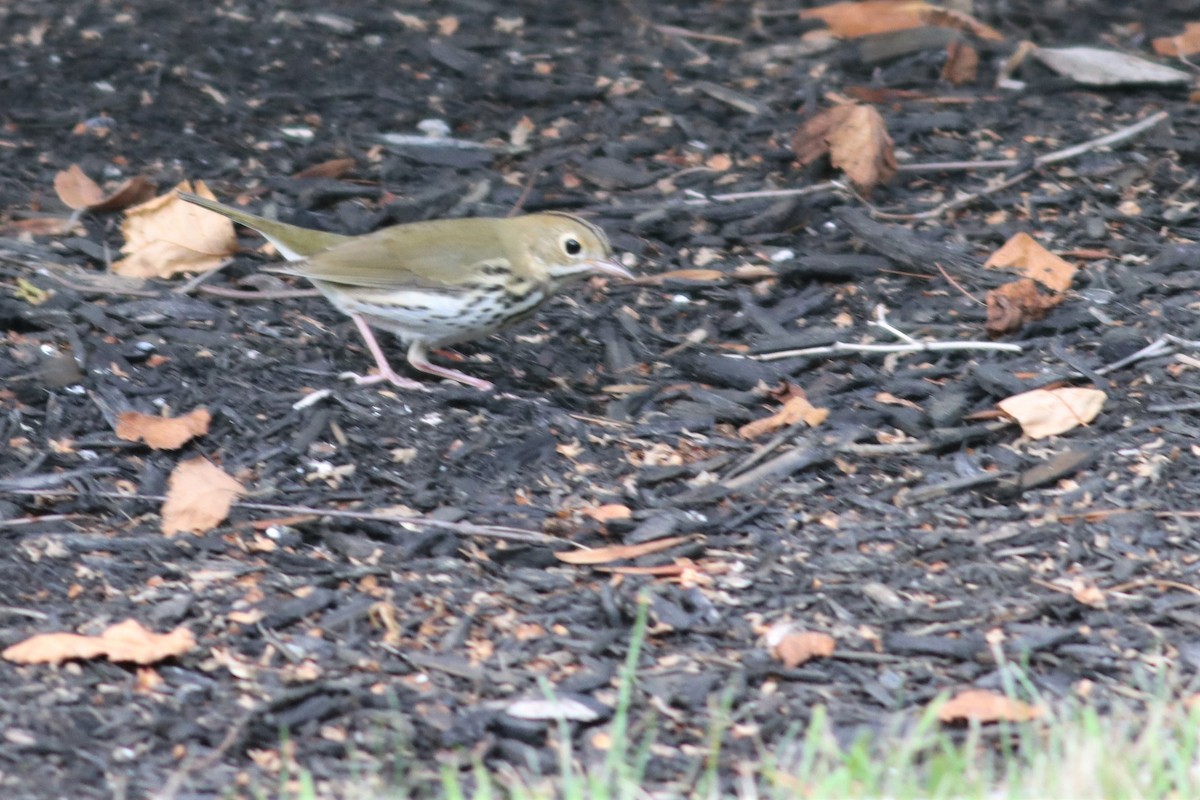 Ovenbird - ML479503071