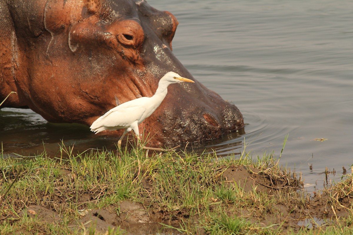 Western Cattle Egret - ML47950311