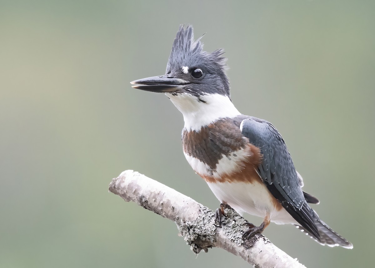 Belted Kingfisher - Annie Lavoie