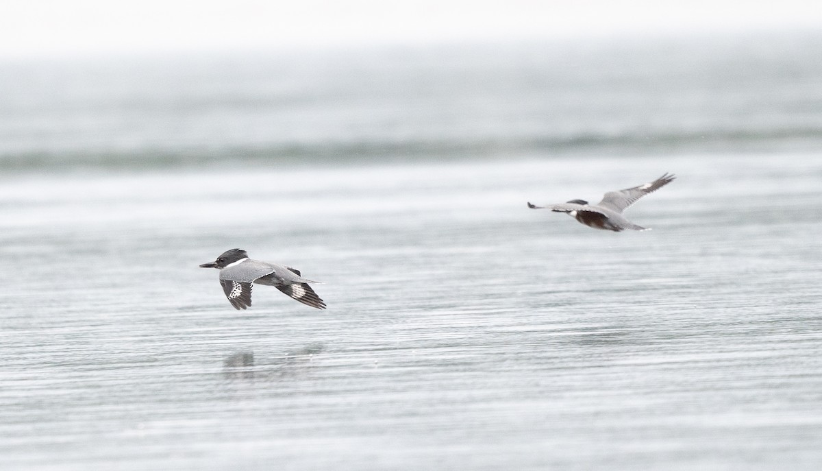 Belted Kingfisher - ML479503271