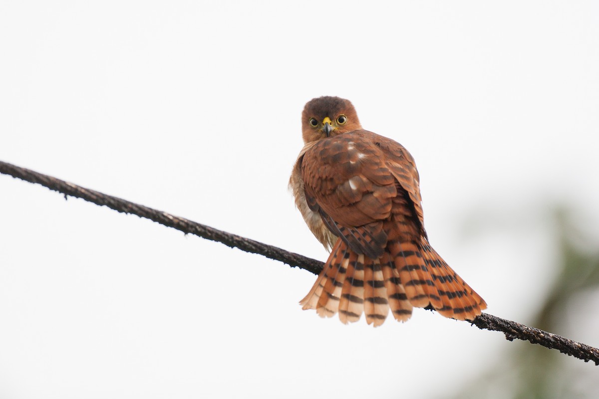 ML47950331 - Tiny Hawk - Macaulay Library