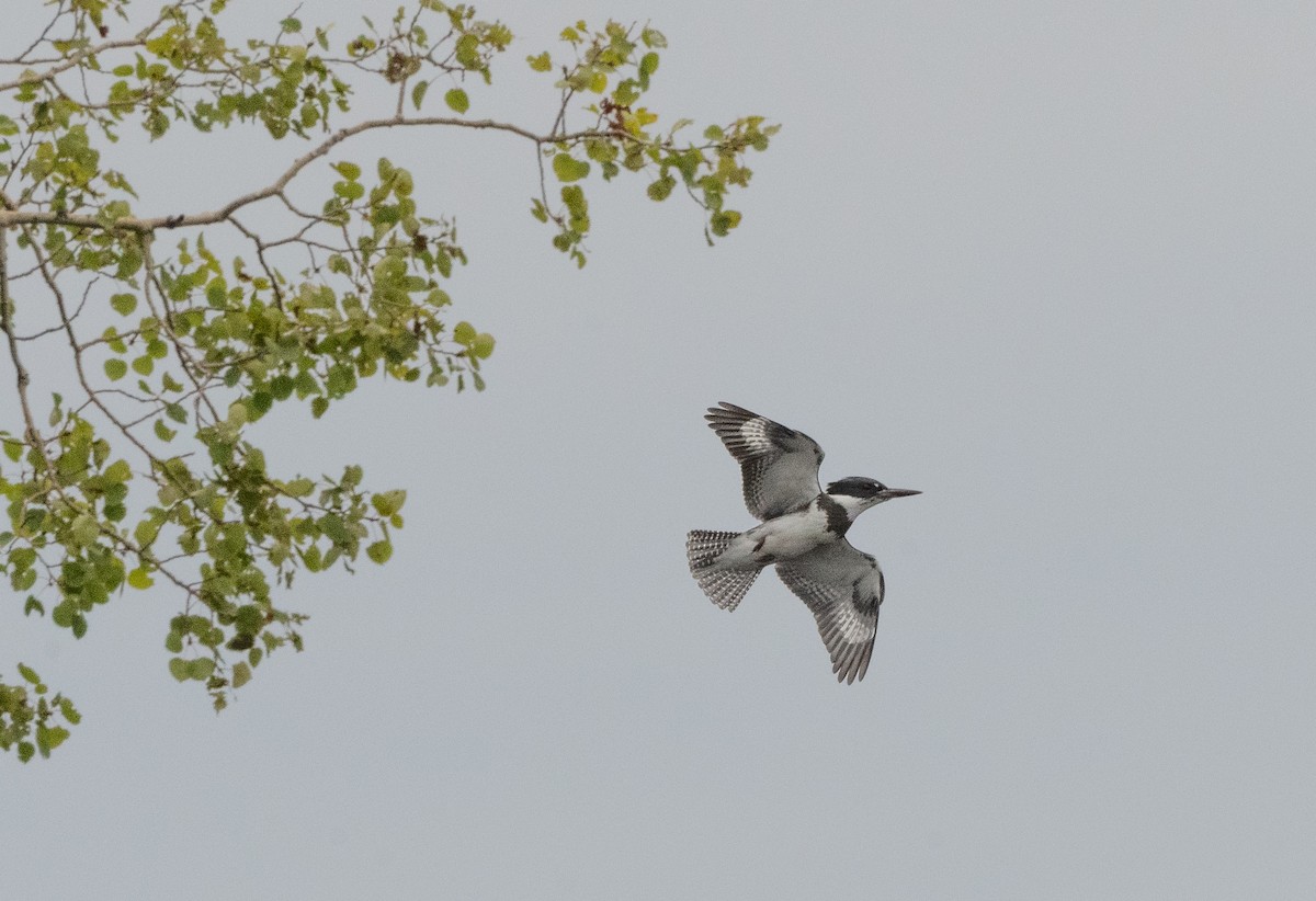 Belted Kingfisher - ML479503401