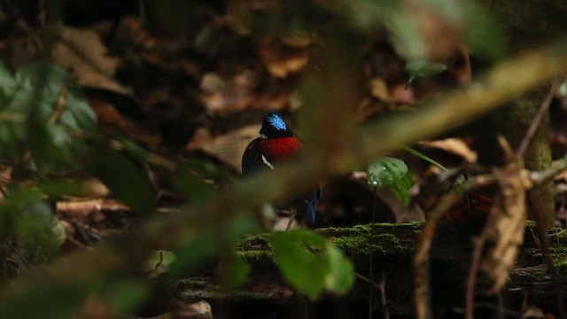 oiseau sp. - ML479504