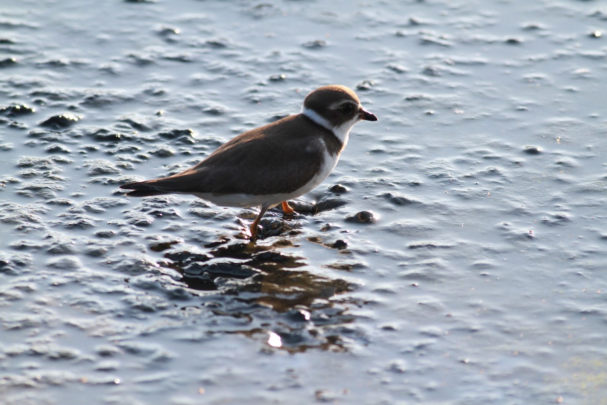 Semipalmated Plover - ML479504201