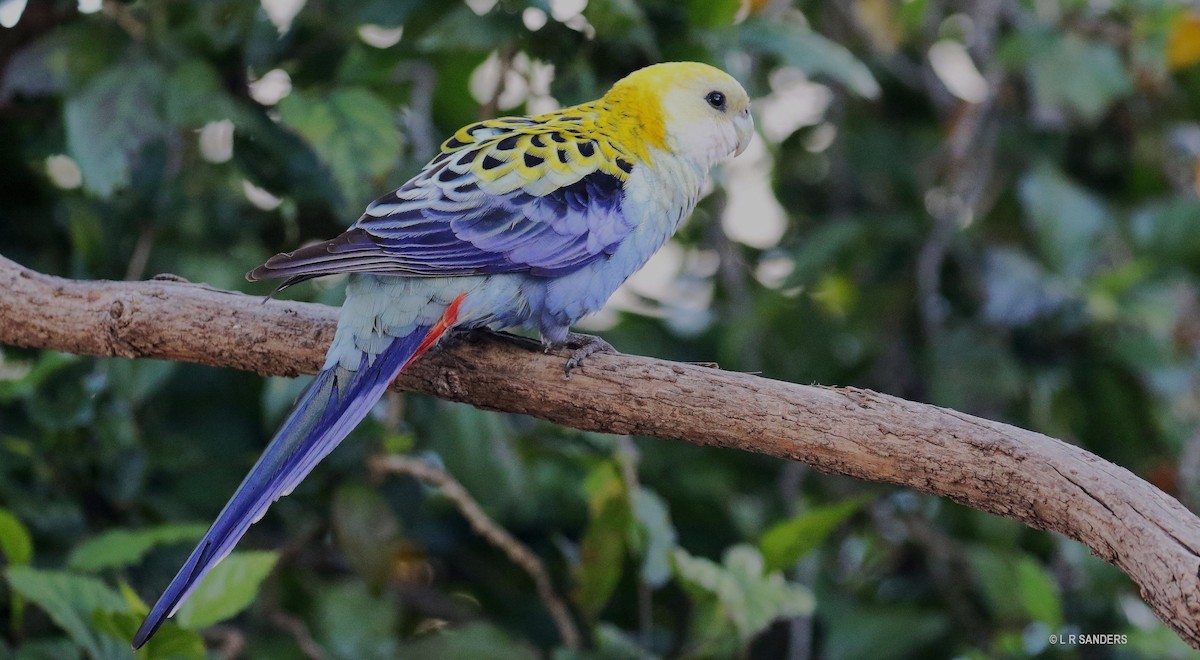 Pale-headed Rosella - Laurence Sanders