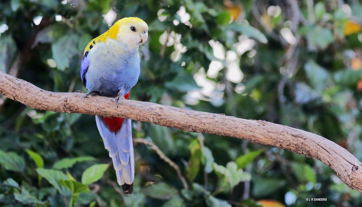 Pale-headed Rosella - Laurence Sanders