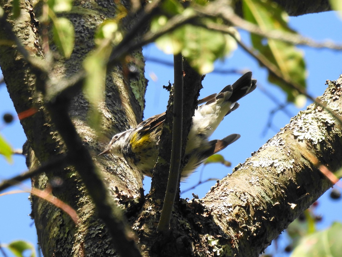 Yellow-rumped Warbler - ML479504711