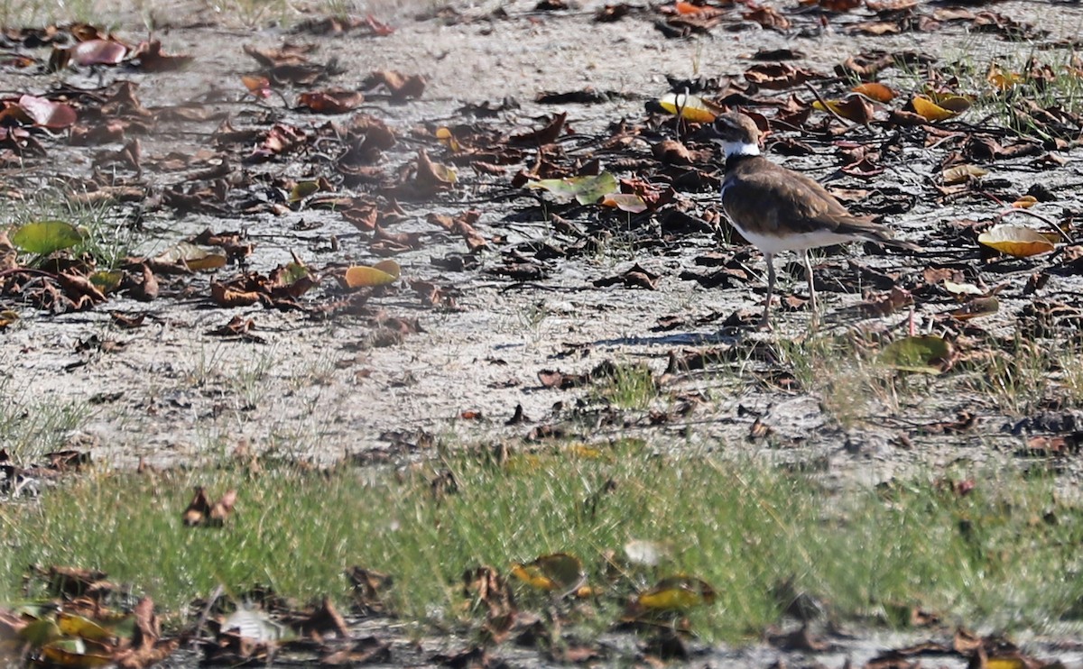 Killdeer - ML479504881