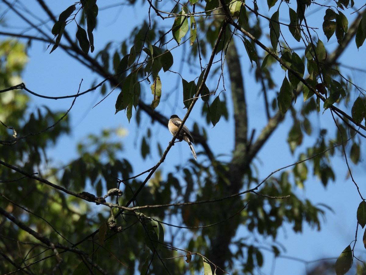 Black-capped Chickadee - ML479504931