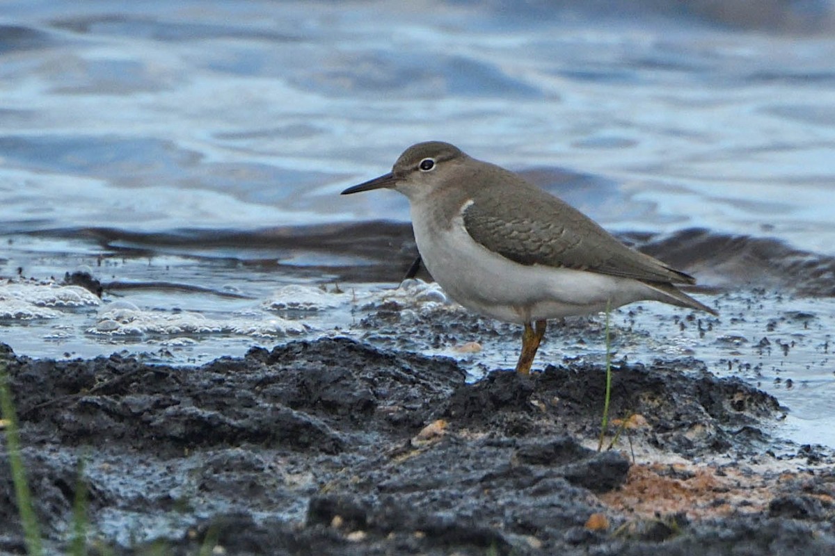 Spotted Sandpiper - ML479506051