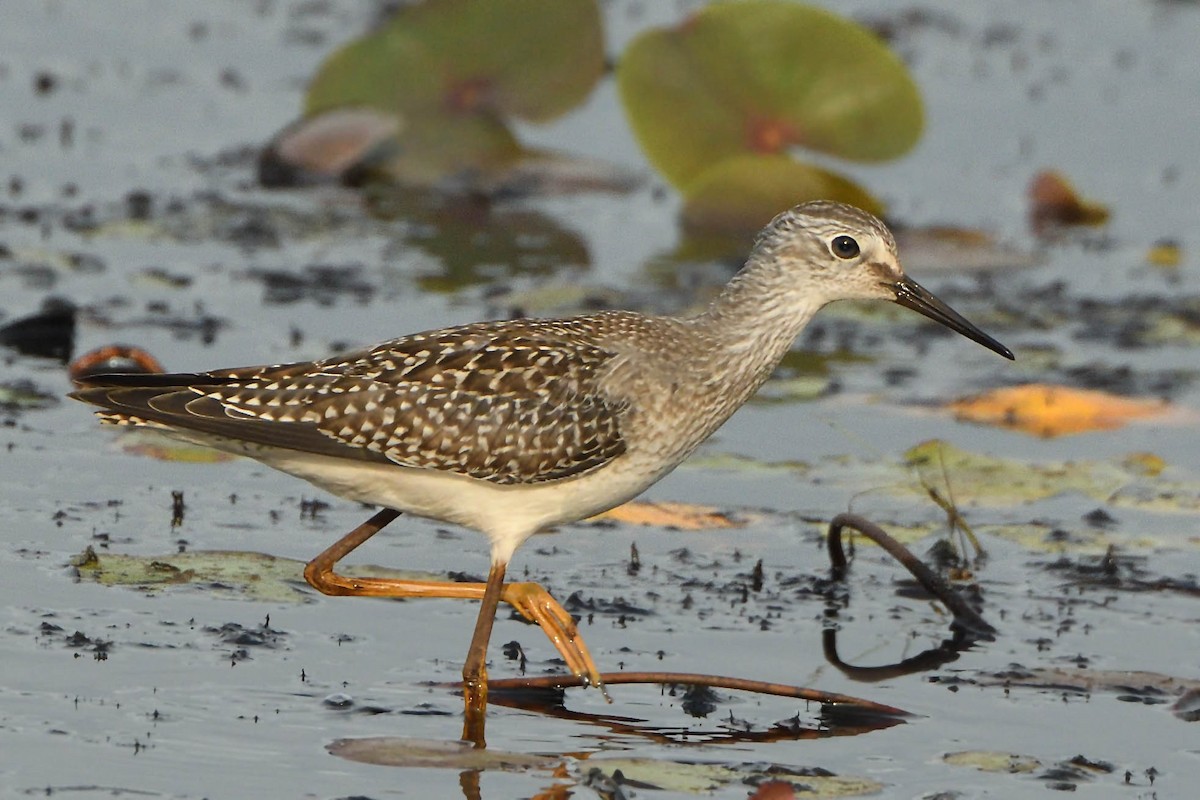 Lesser Yellowlegs - ML479506141