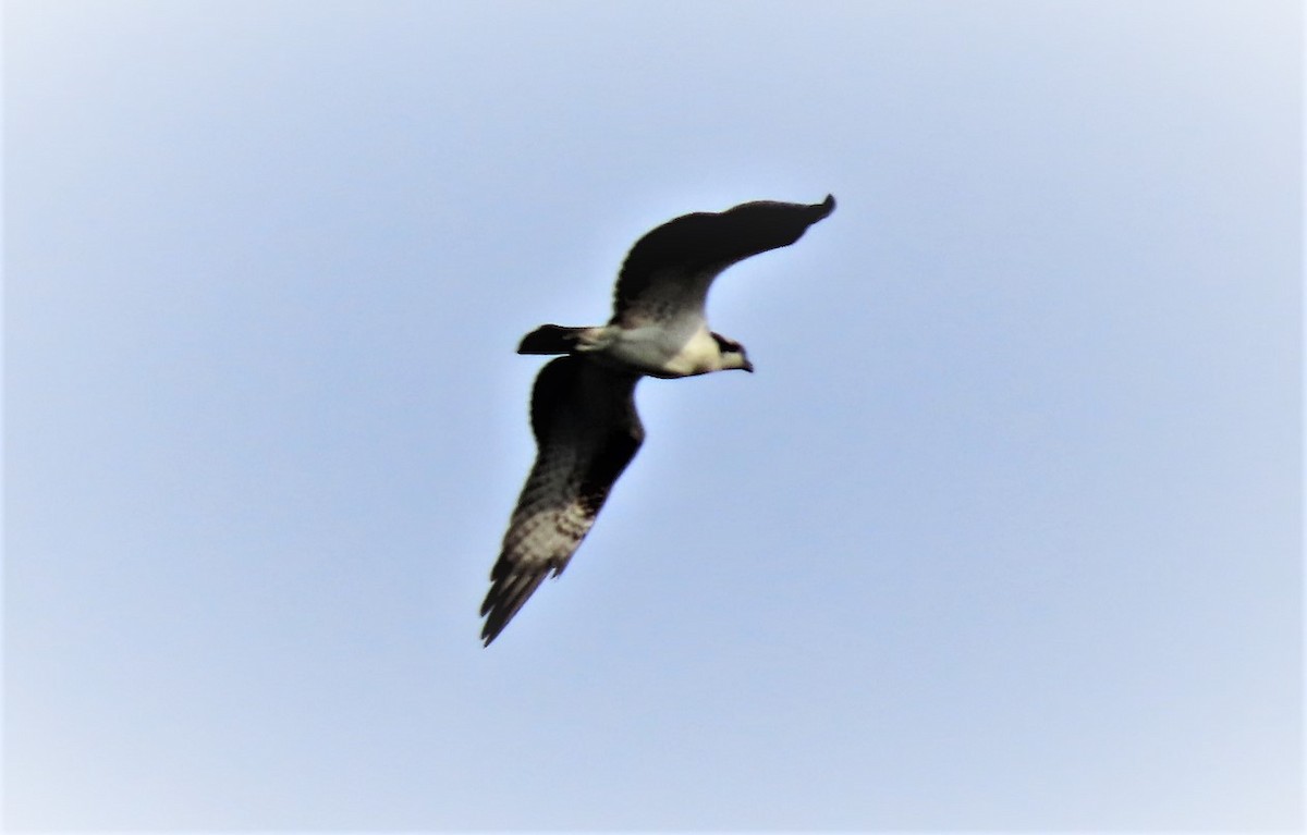 Osprey - ML479506341