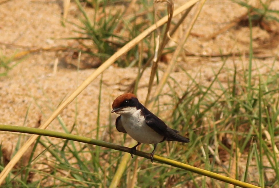 Wire-tailed Swallow - ML47950671