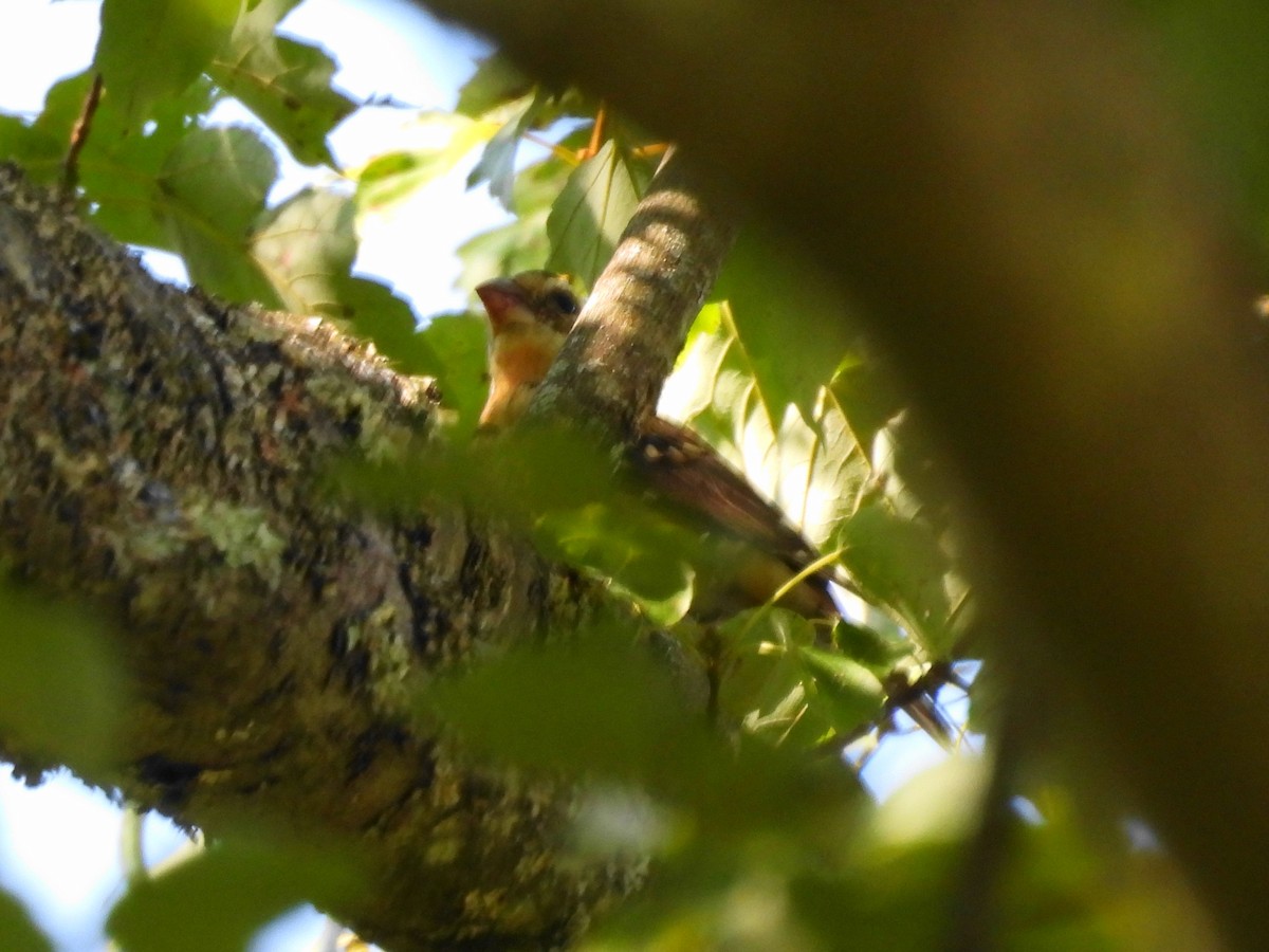 Rose-breasted Grosbeak - ML479506861