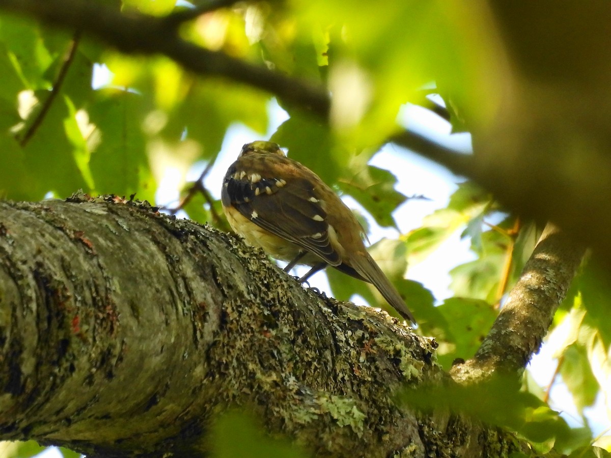 Rose-breasted Grosbeak - ML479506871