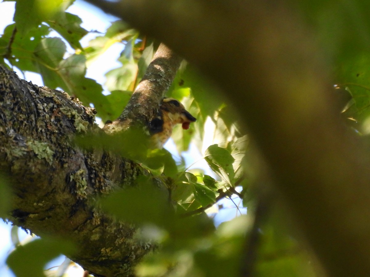 Rose-breasted Grosbeak - ML479506881