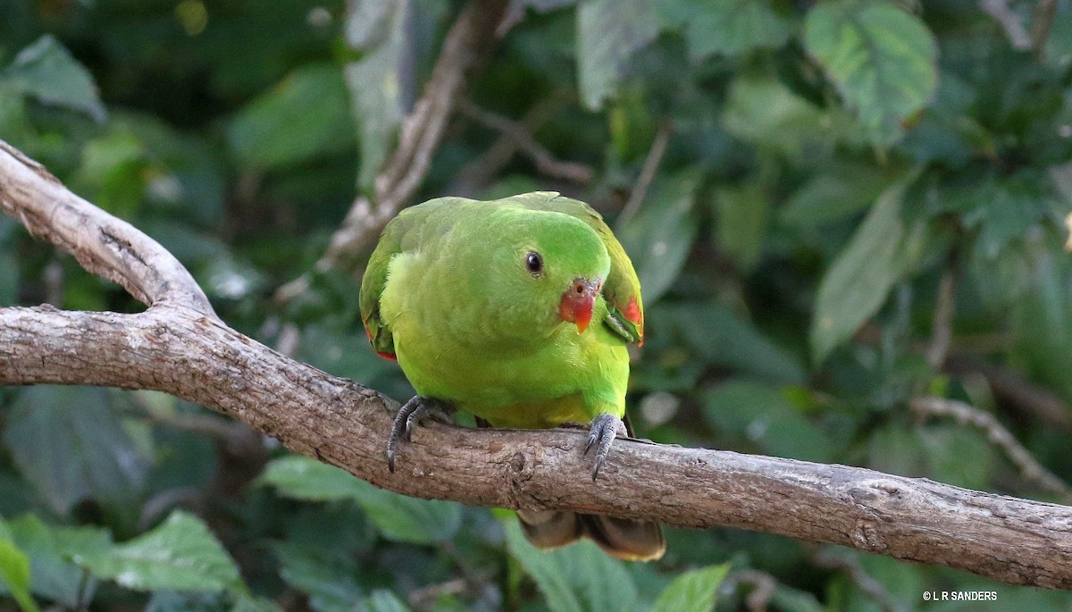 Red-winged Parrot - Laurence Sanders