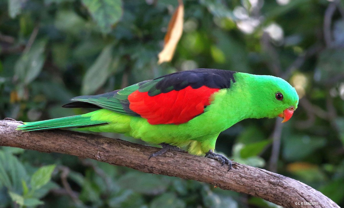Папужець-червонокрил австралійський - ML479507141
