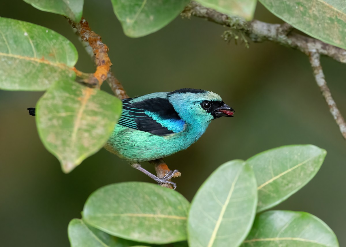 Metallic-green Tanager - ML479507991