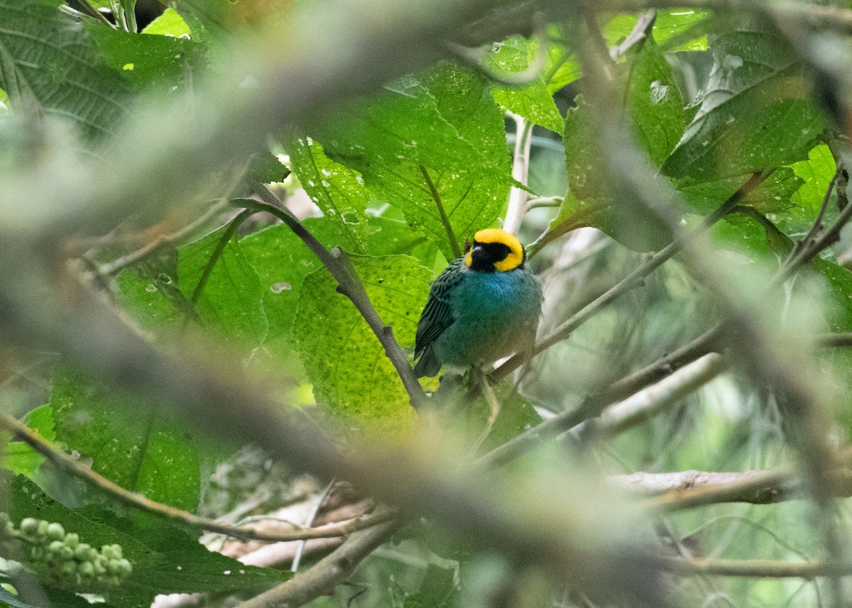 Saffron-crowned Tanager - ML479508391