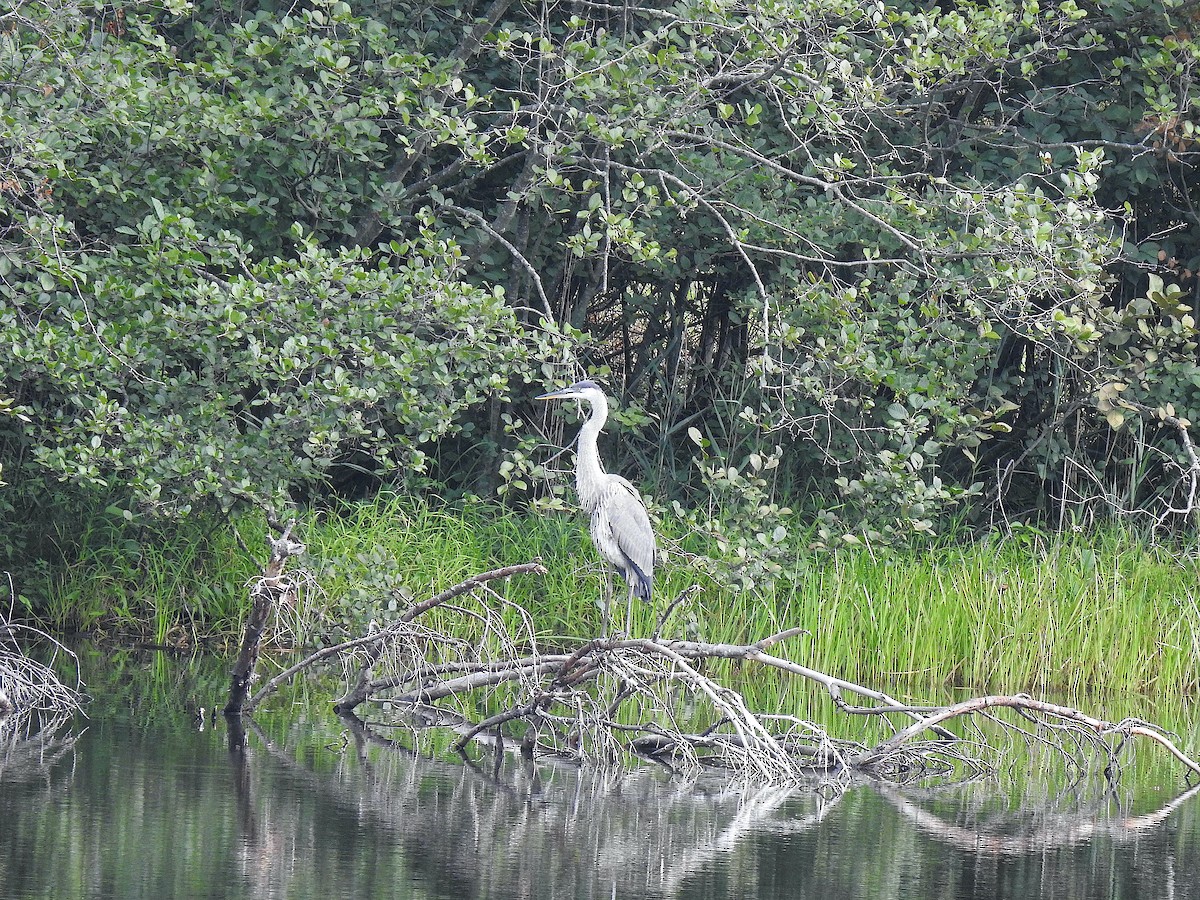 Great Blue Heron (Great Blue) - ML479508431