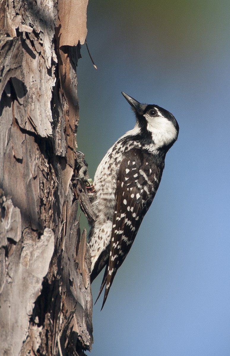 Red-cockaded Woodpecker - ML479510371