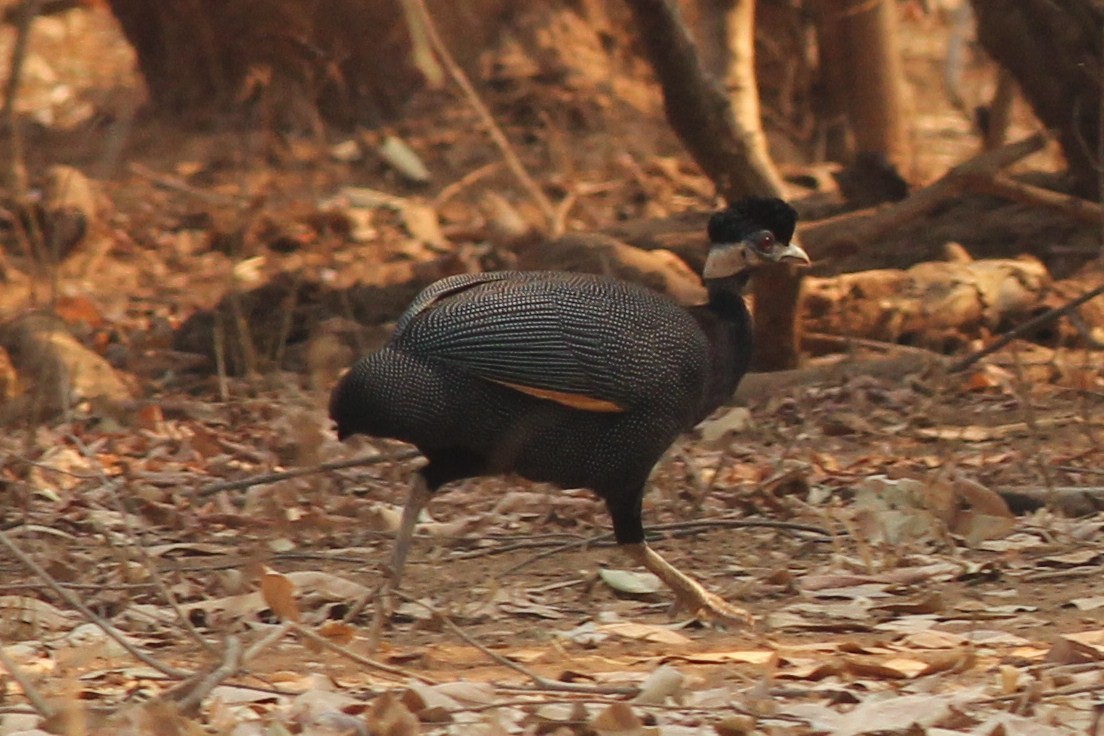 Southern Crested Guineafowl - ML47951051