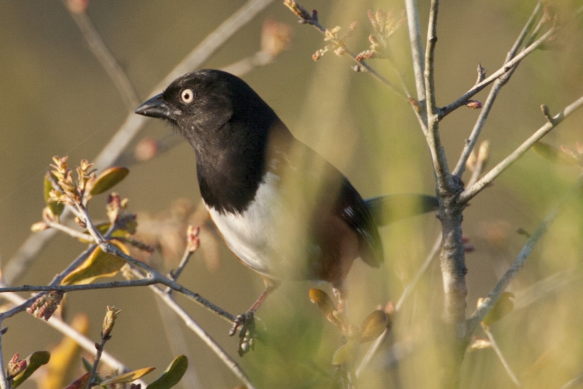 Eastern Towhee (White-eyed) - ML479510641