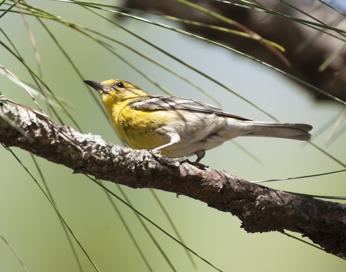 Pine Warbler - ML479510801