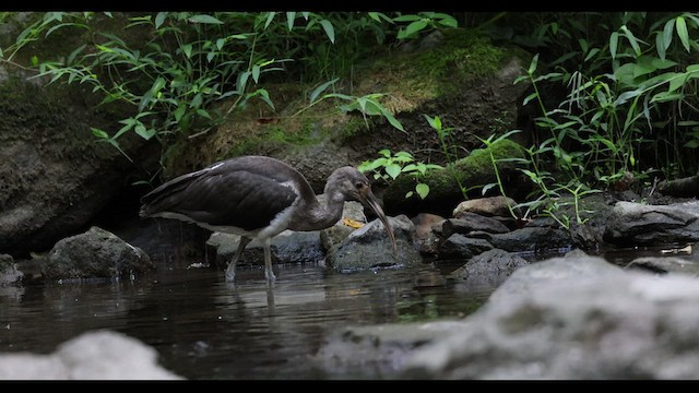 White Ibis - ML479511021