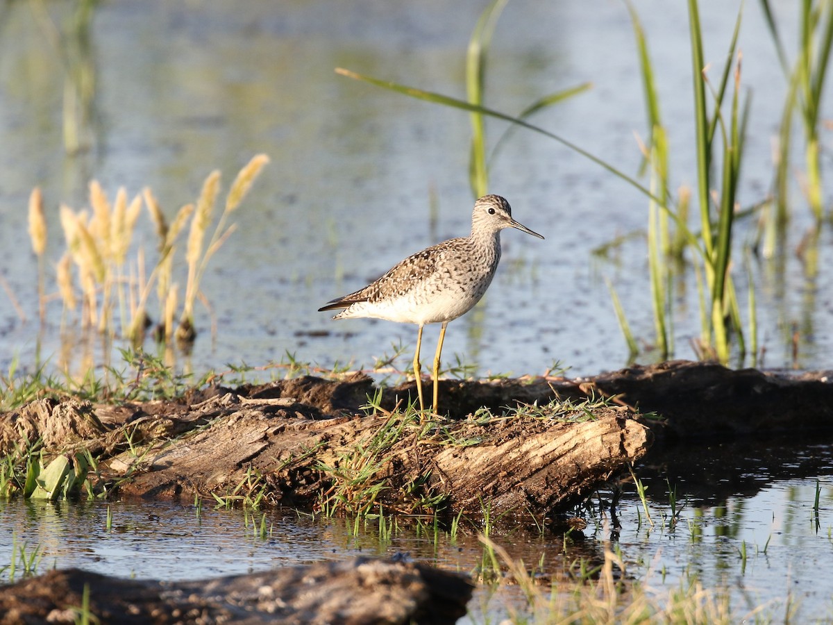 Lesser Yellowlegs - ML479511451