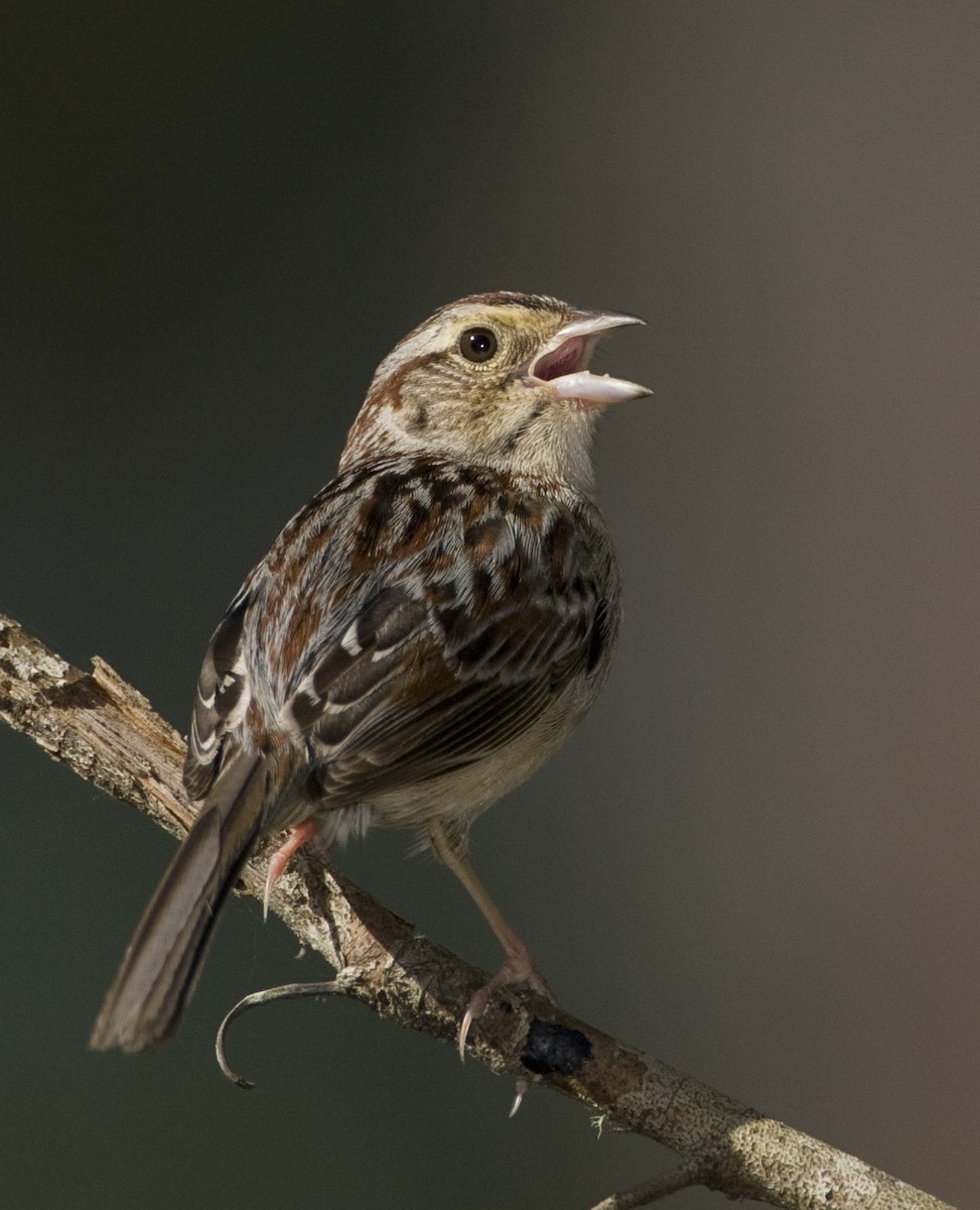 Bachman's Sparrow - ML479511661