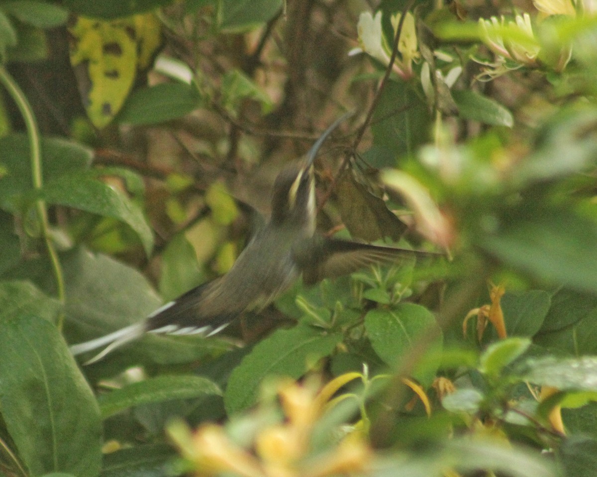 Scale-throated Hermit - ML479512241