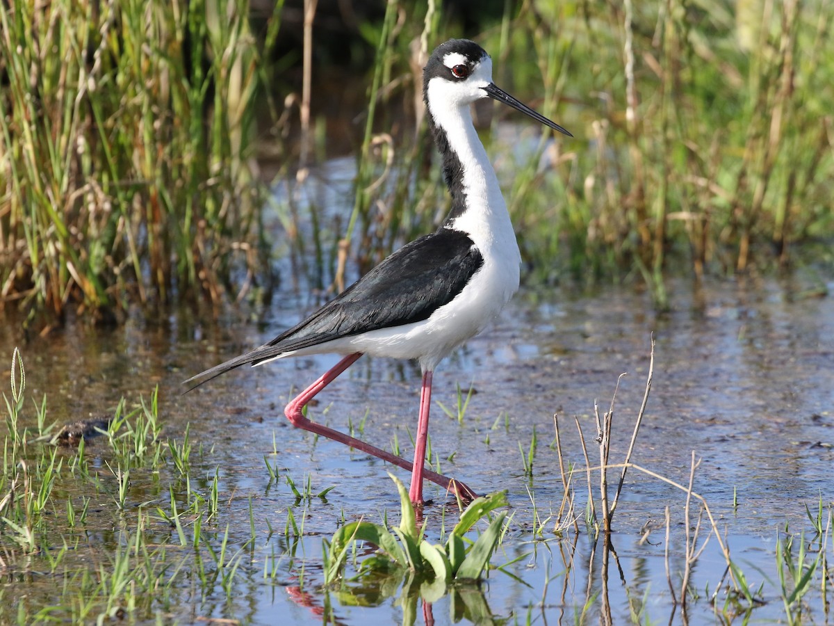 Cigüeñuela Cuellinegra - ML479513151