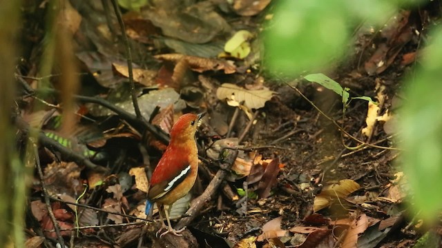 Blue-headed Pitta - ML479515