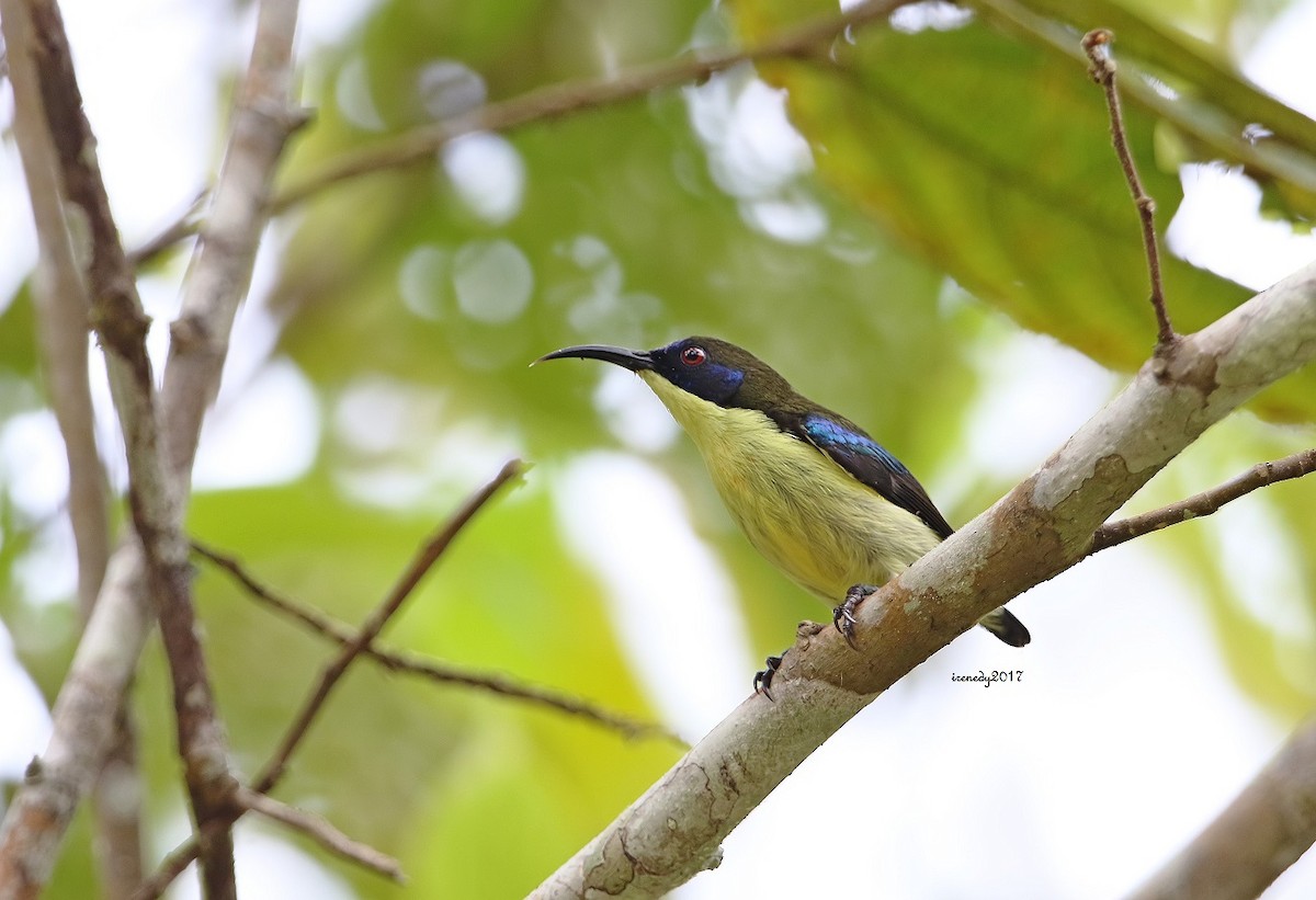 Metallic-winged Sunbird (Bohol) - Irene  Dy