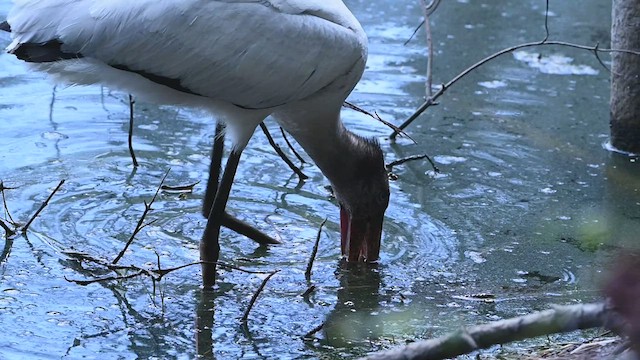 Tantale d'Amérique - ML479516321
