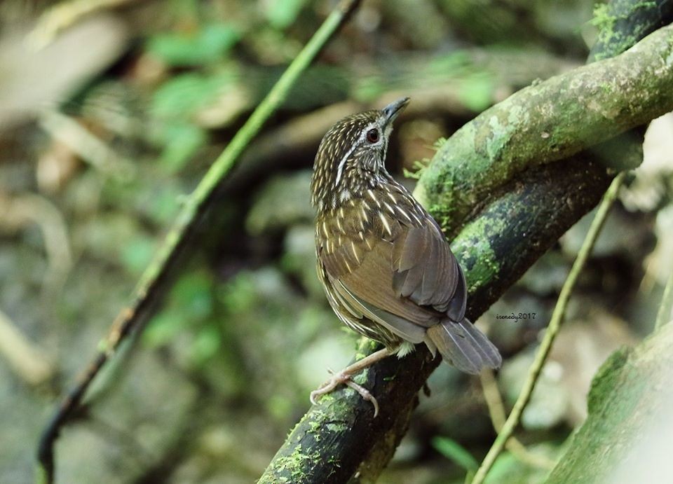 Striated Wren-Babbler - Irene  Dy