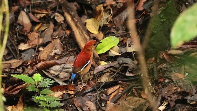 Blue-headed Pitta - ML479517