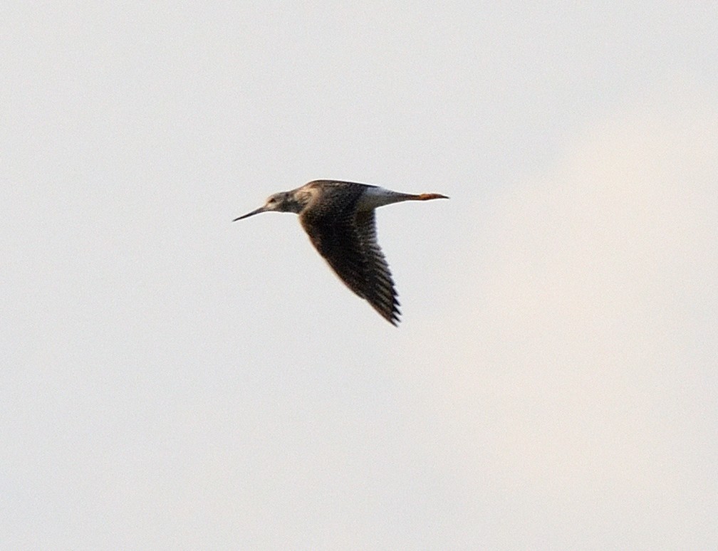 Greater Yellowlegs - Tom Long