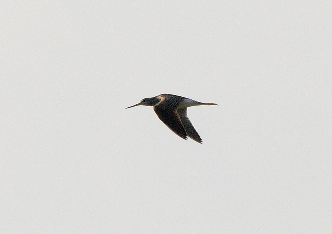 Greater Yellowlegs - ML479517101