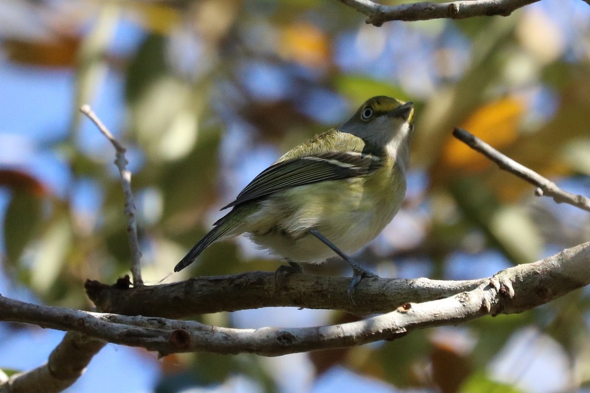 Ak Gözlü Vireo - ML47951851