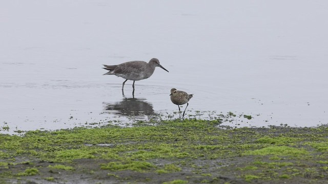 Pacific Golden-Plover - ML479518511