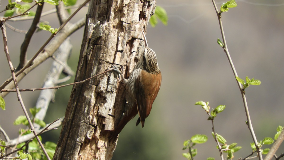 Narrow-billed Woodcreeper - ML479518771