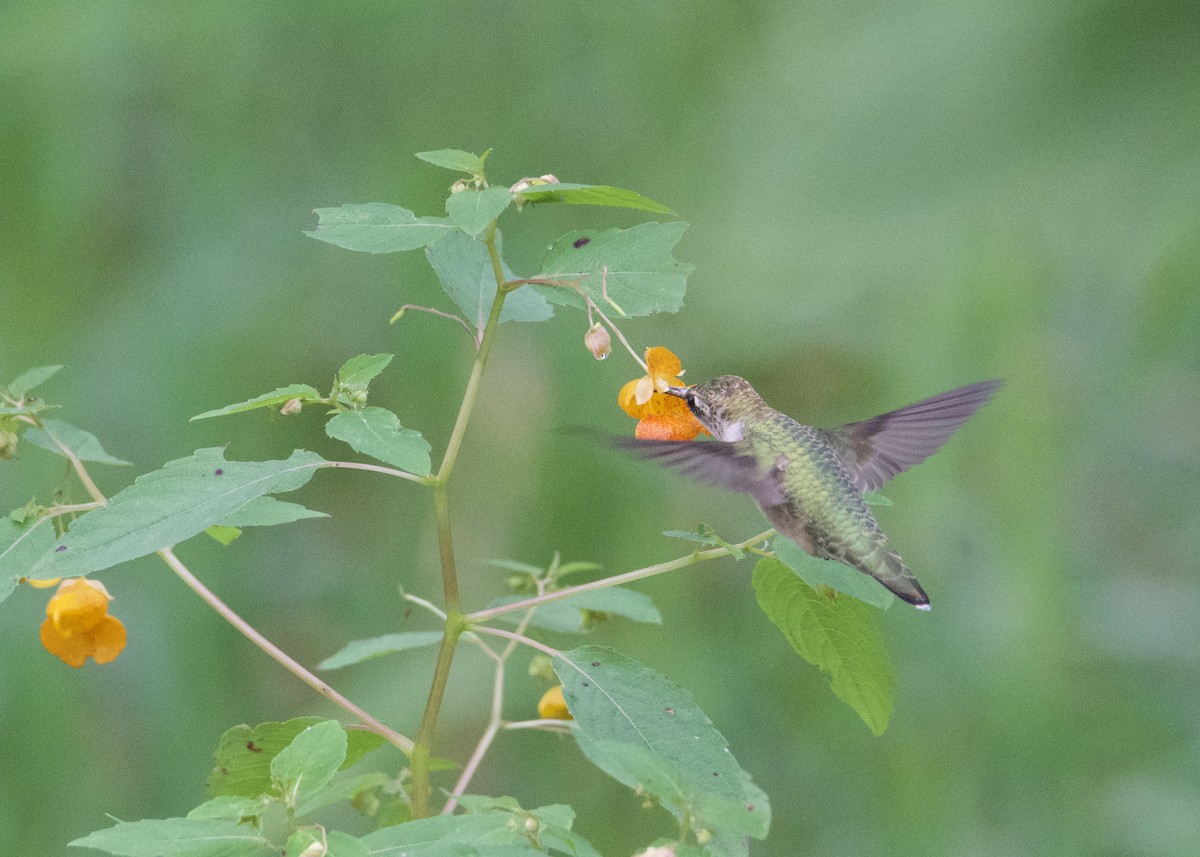 Ruby-throated Hummingbird - ML479518801