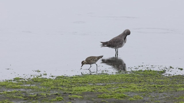 Chorlito Dorado Siberiano - ML479519011