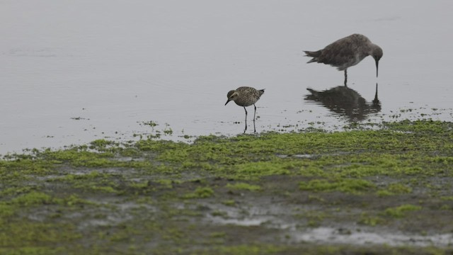 Pacific Golden-Plover - ML479519151